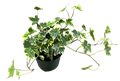 Gold Child Ivy